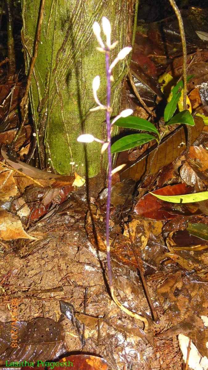 Aphyllorchis montana Rchb.f.
